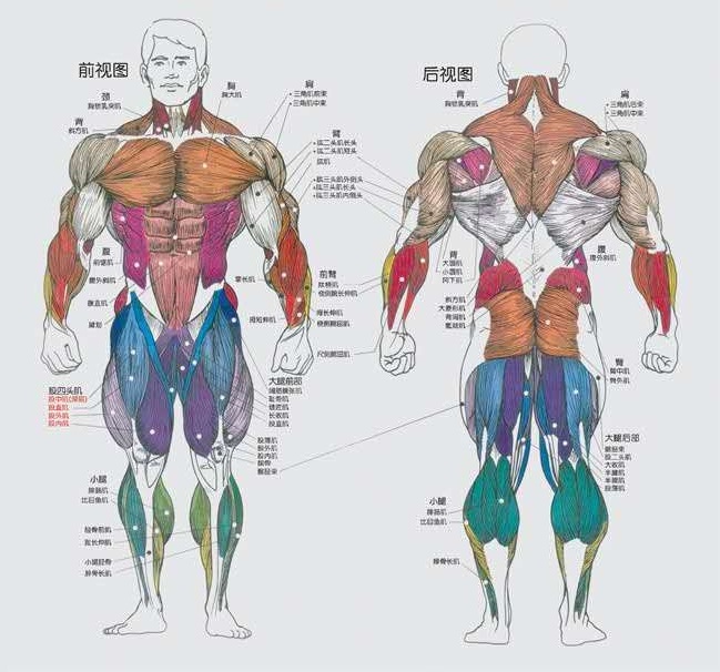 运动解剖(3D body)